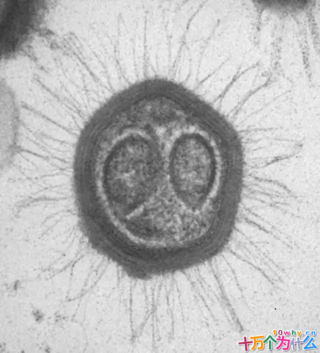 能一传十、十传百的冠状病毒到底是不是生命？