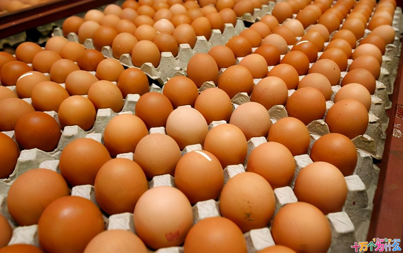 鸡为什么365天都在下蛋？而且未受精，人类利用了鸡的bug