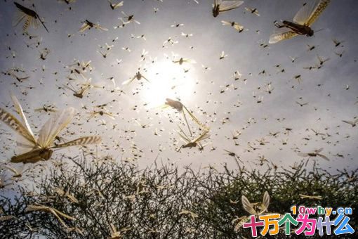 唐朝宰相姚崇用什么方法治蝗?姚崇灭蝗故事介绍