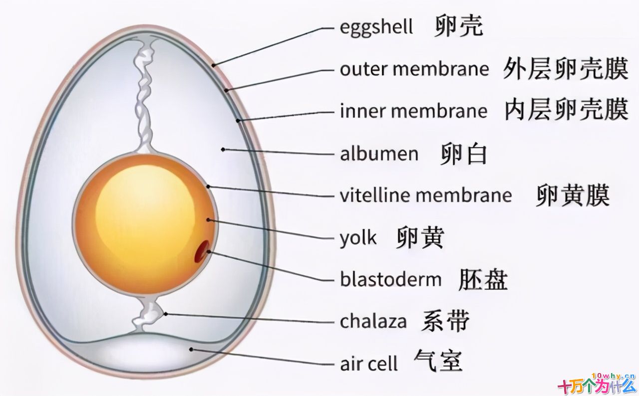 鸡为什么365天都在下蛋？而且未受精，人类利用了鸡的bug