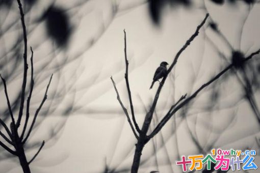 柳宗元与刘禹锡的关系有多好?柳宗元与刘禹锡是怎样的关系?