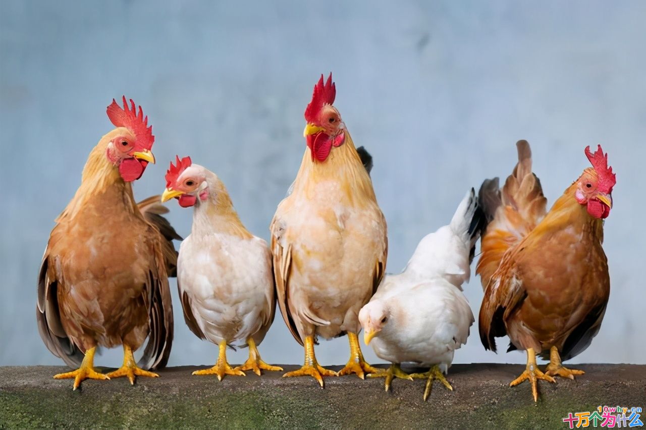 鸡为什么365天都在下蛋？而且未受精，人类利用了鸡的bug