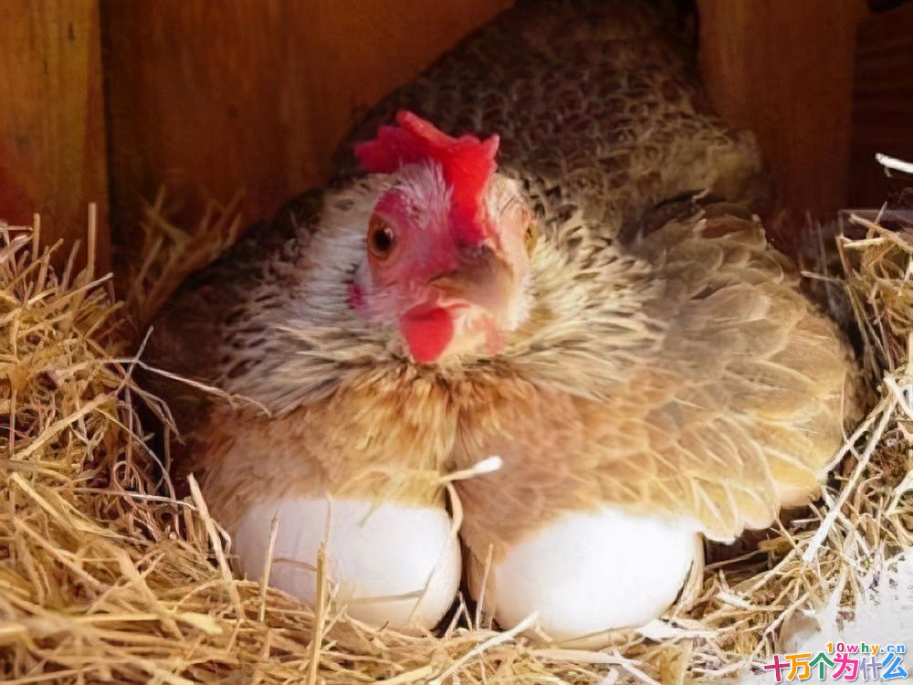 鸡为什么365天都在下蛋？而且未受精，人类利用了鸡的bug