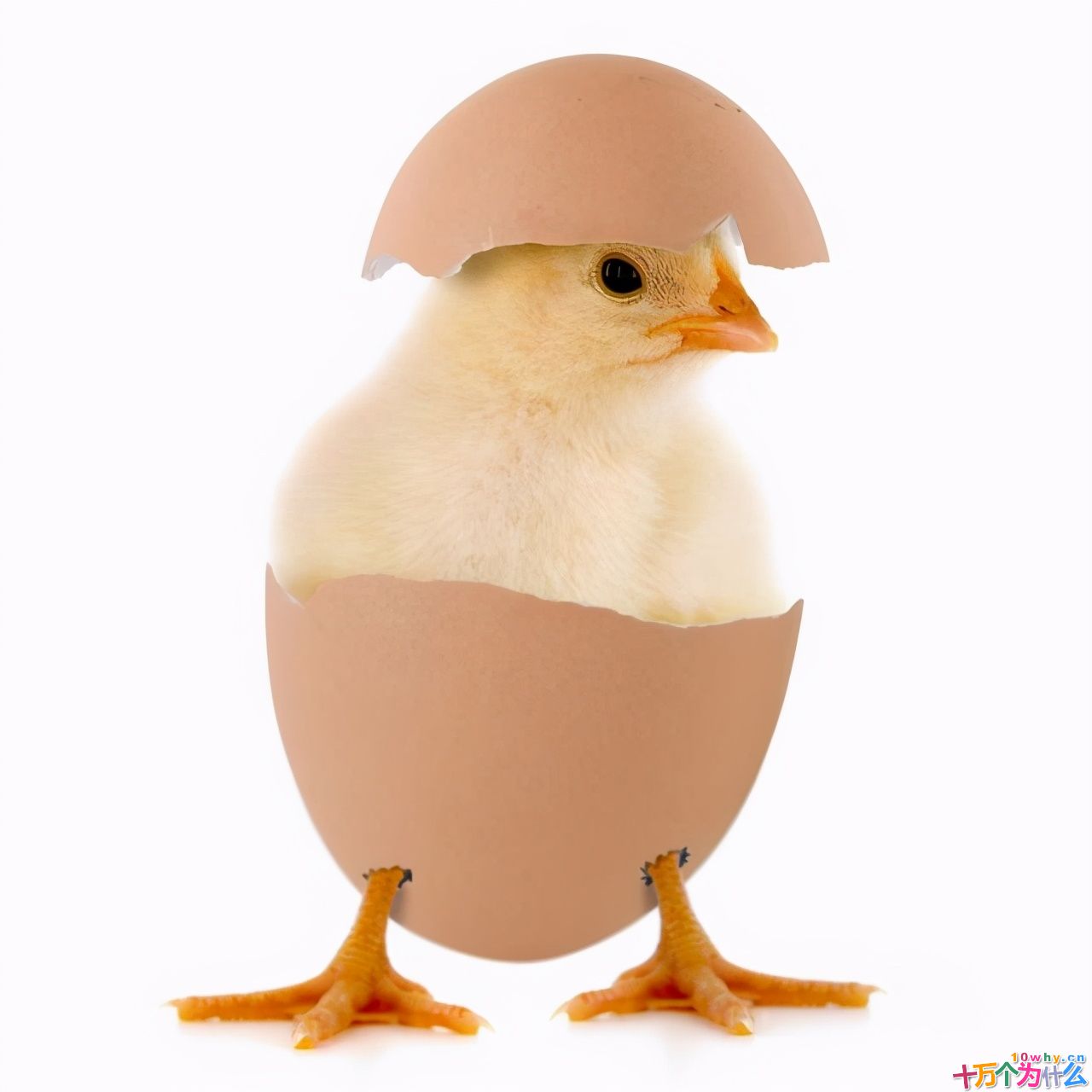 鸡为什么365天都在下蛋？而且未受精，人类利用了鸡的bug