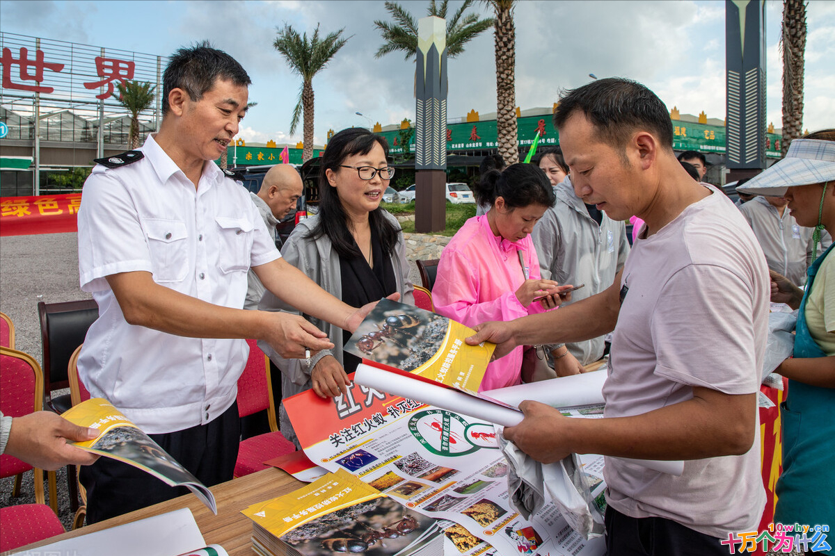 一只蚂蚁究竟有多可怕,带你认识“不一样”的红火蚁