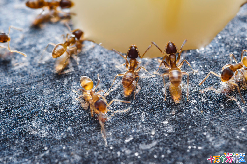 一只蚂蚁究竟有多可怕,带你认识“不一样”的红火蚁
