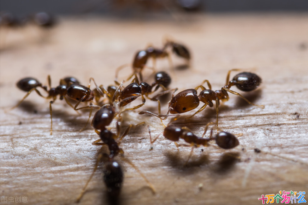 一只蚂蚁究竟有多可怕,带你认识“不一样”的红火蚁