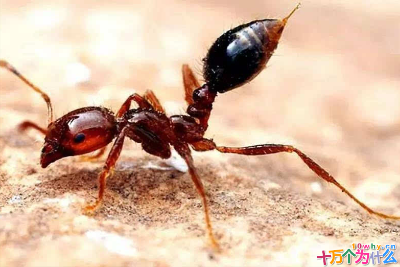 红火蚁到底有多恐怖？