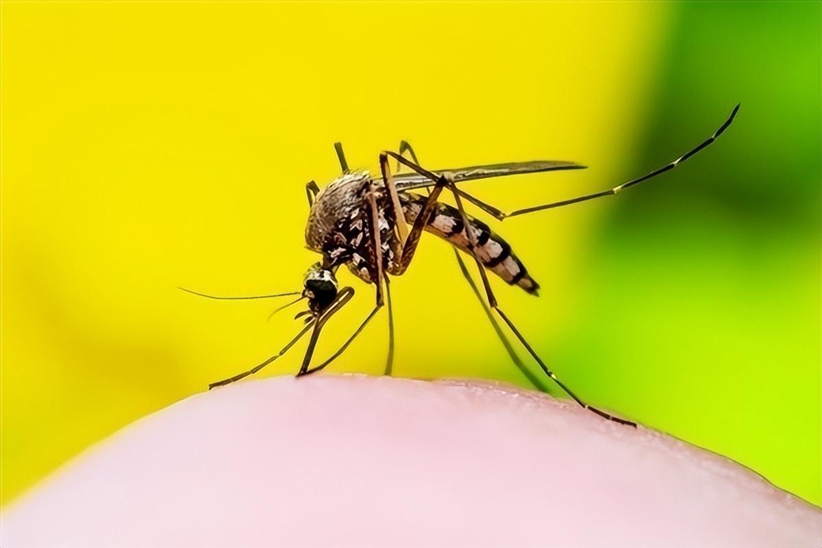热搜：2022年蚊子好像变少了？