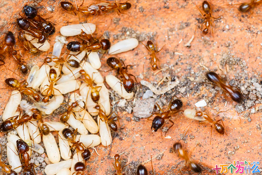 一只蚂蚁究竟有多可怕,带你认识“不一样”的红火蚁